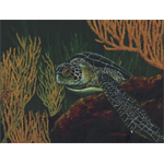 Black Sea Turtle Limited Edition Giclee