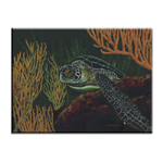 5028 Black Sea Turtle