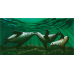 Kissing Seals Limited Edition Giclee