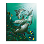 5007 Galapagos Sea Lions